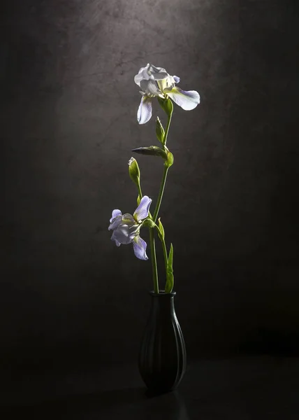 Zwei Schwertlilien Einer Schwarzen Vase Auf Dunklem Hintergrund — Stockfoto