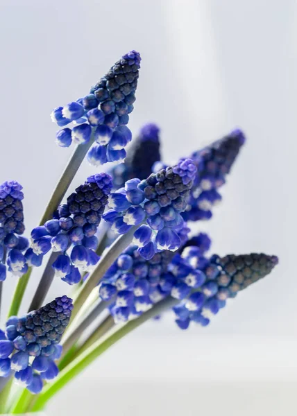 Bouquet Petites Jacinthes Sur Rebord Fenêtre Par Une Journée Ensoleillée — Photo