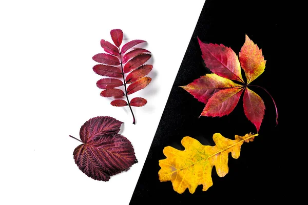 Obrázek s podzimními listy. — Stock fotografie