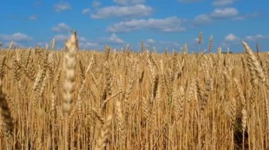Güneşli bir günde buğday tarlası.