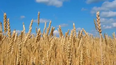 Güneşli bir günde buğday tarlası.