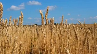 Güneşli bir günde buğday tarlası.