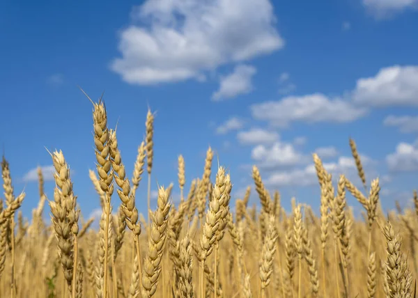 Tarweveld Een Zonnige Dag — Stockfoto