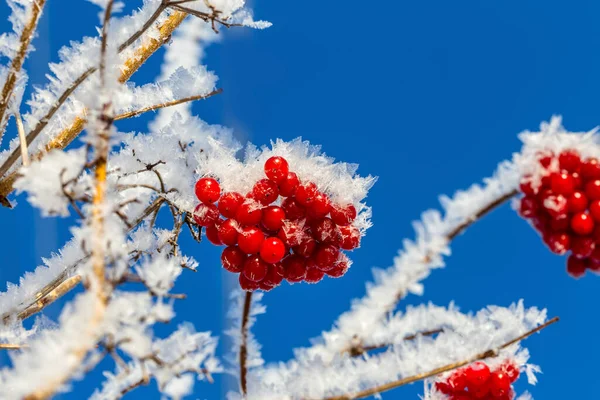 枝に霜が付いているビブラムの赤い果実 — ストック写真