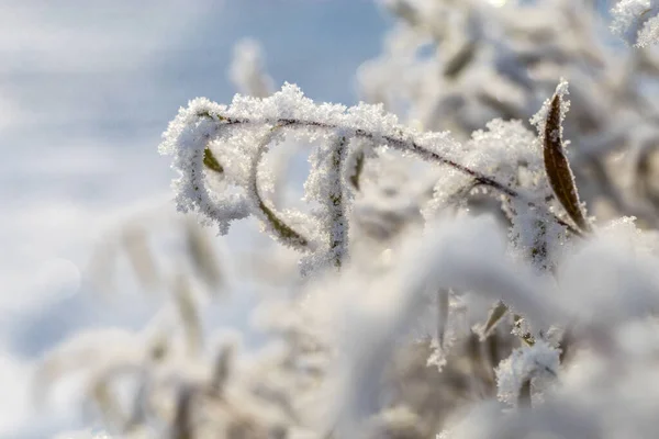 白い霜の牧草地で乾燥した花 — ストック写真