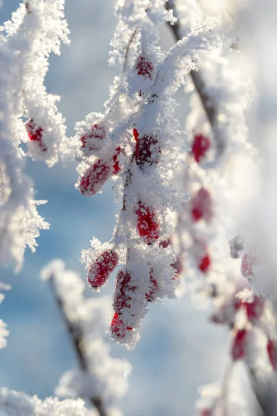 枝に霜のある果実の赤い果実 — ストック写真