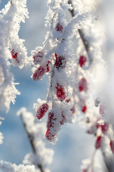 Baies Rouges Une Épine Vinette Avec Givre Sur Les Branches — Photo