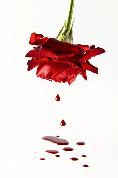 Kırmızı gül ve beyaz arka planda kan damlaları. Tıbbi konsept.