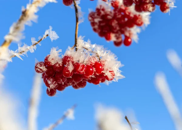 Bagas Vermelhas Viburnum Com Geada Nos Ramos — Fotografia de Stock