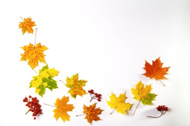 Beyaz arka planda sonbahar yaprakları. Metin için alanı kopyala.