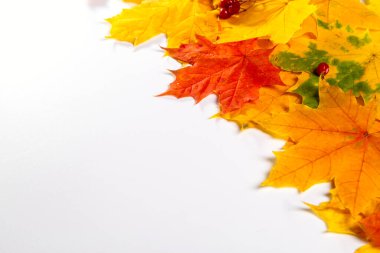 Beyaz arka planda sonbahar yaprakları. Metin için alanı kopyala.
