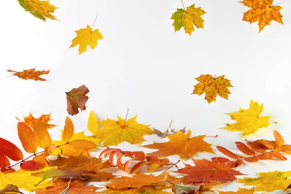 Autumn Leaves White Background Copy Space Text — Stock Photo, Image