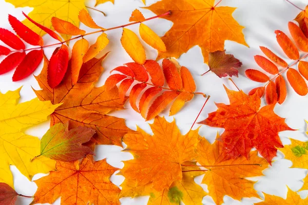 Autumn Leaves White Background — Stock Photo, Image