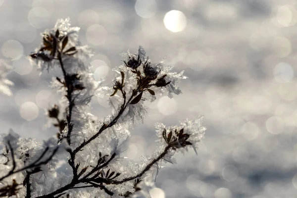 白い霜の牧草地で乾燥した花 日没時の魔法の写真 — ストック写真