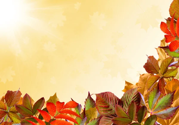 Hintergrund Herbst. — Stockfoto
