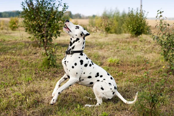 Cão em campo — Fotografia de Stock