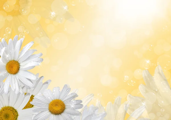 White daisies — Stock Photo, Image