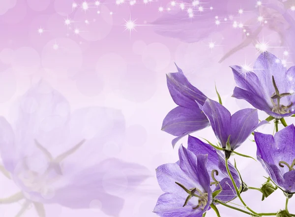 Lilac bells — Stock Photo, Image