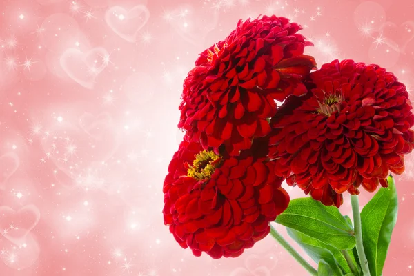 Zinnia — Stock Photo, Image