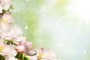 çiçek açması elma