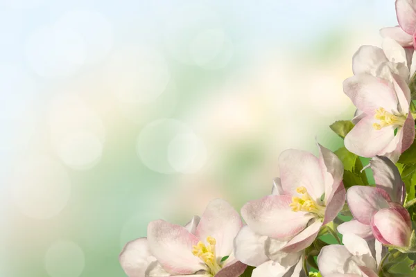 Blossoming apple — Stock Photo, Image