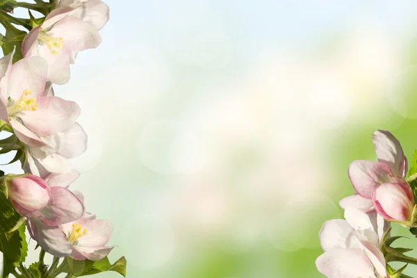 Manzana en flor — Foto de Stock