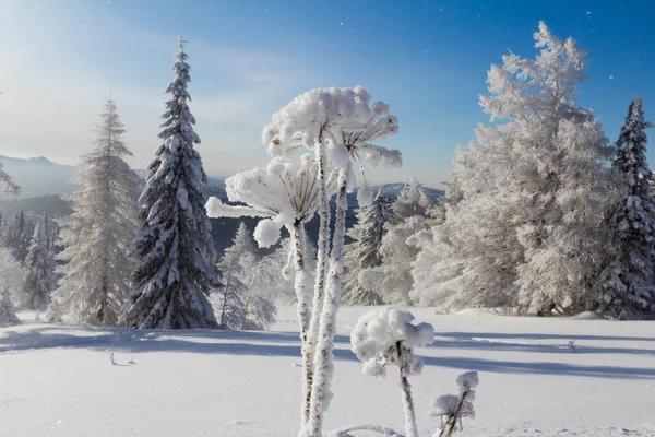 Inverno in montagna — Foto Stock