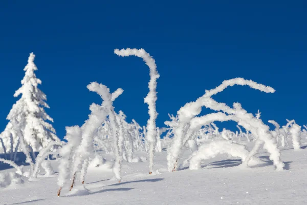 Inverno in montagna — Foto Stock