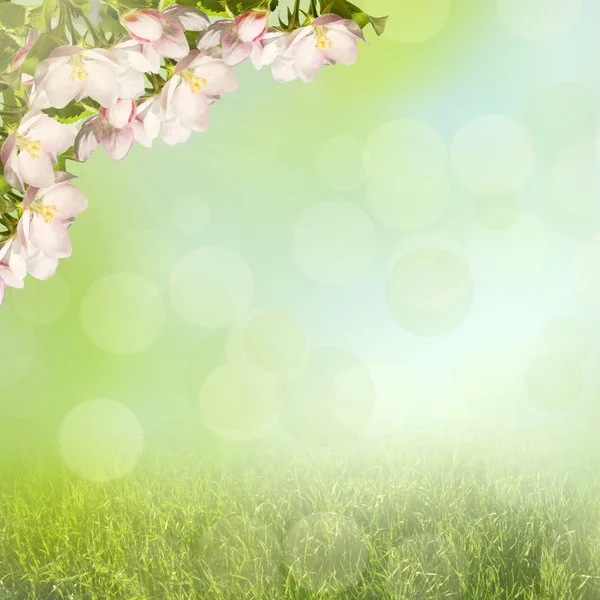 Manzana en flor — Foto de Stock