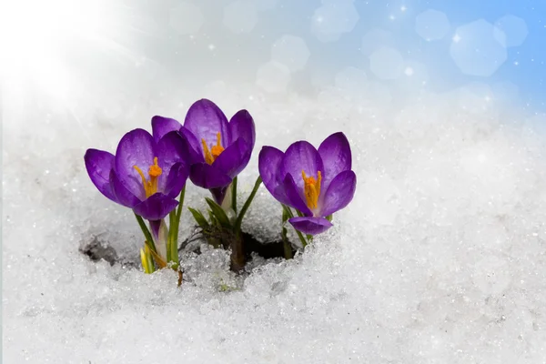 Krokusse im Frühling — Stockfoto