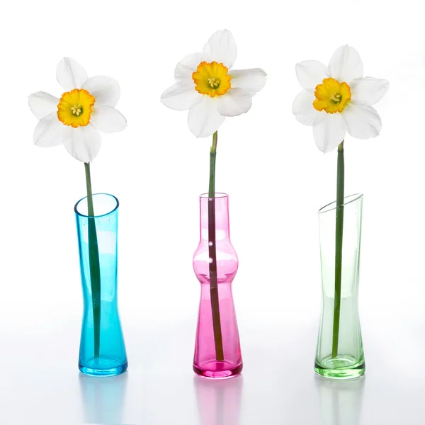 Three narcissus — Stock Photo, Image