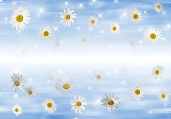 3D Camomile — Stock Photo, Image