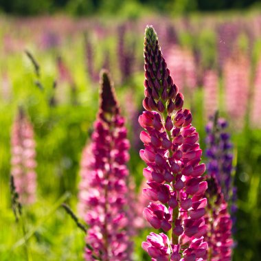 Lupins