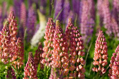 Lupins