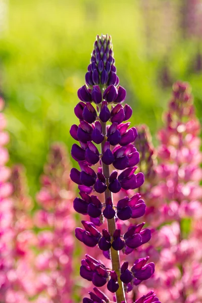 Lupins — Stok fotoğraf