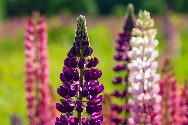 Lupins — Stok fotoğraf