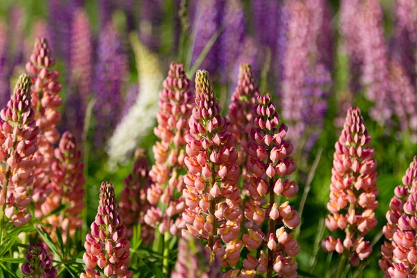 Lupins — Stok fotoğraf