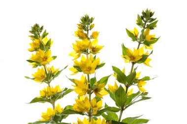 Loosestrife