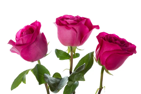 Tres rosas. — Foto de Stock