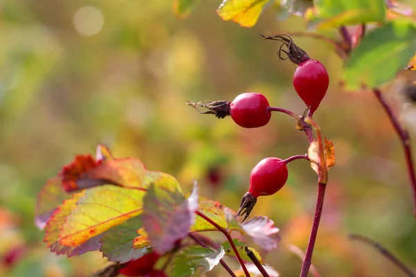 Wild rose bush — Stock Photo, Image