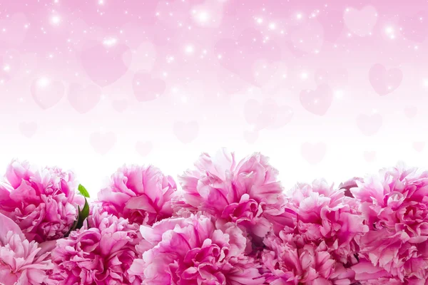 Buquê de peônias rosa. — Fotografia de Stock