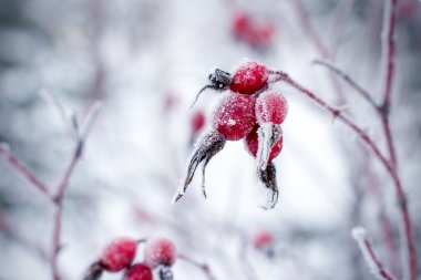 Kuşburnu çilek Frost ile kaplı.