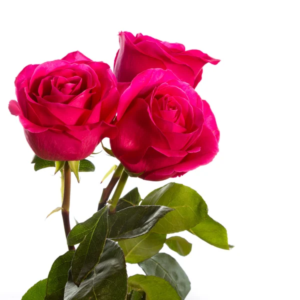 三个粉红玫瑰 — 图库照片