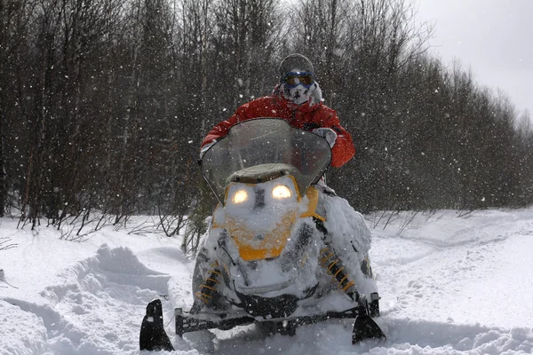 Athlete on a snowmobile. — Stock Photo, Image