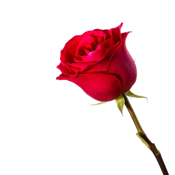 Rosa roja sobre un fondo blanco — Foto de Stock