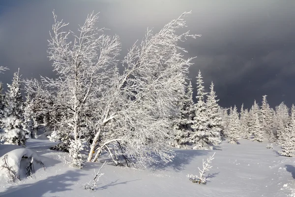 Winter in de bergen — Stockfoto