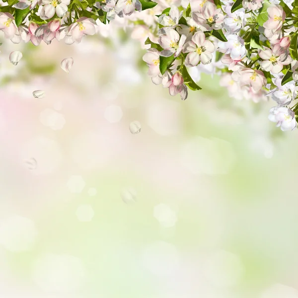 Frühling Hintergrund mit einem Apfelbaum. — Stockfoto