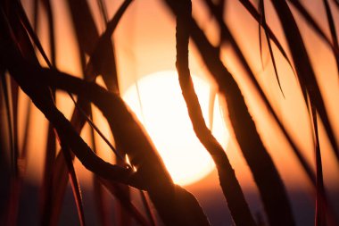 Batan güneşin arka planında palmiye ağaçlarının silueti. Gün batımı kumsalı. Kapat.