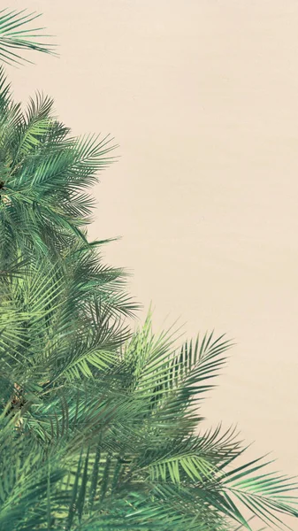 Вид Сверху Воздуха Песчаный Пляж Пальмы Принято Фото Дрона Вертикальная — стоковое фото