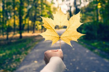 Sonbahar parkında güneş ışığında kalp şeklinde delikleri olan akçaağaç yapraklı kadın eli.